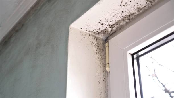 Best Emergency Mold Removal  in Edgerton, MN