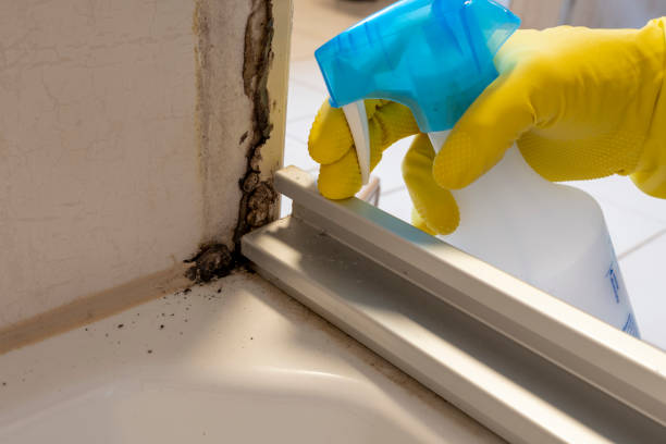 Best Mold Remediation  in Edgerton, MN