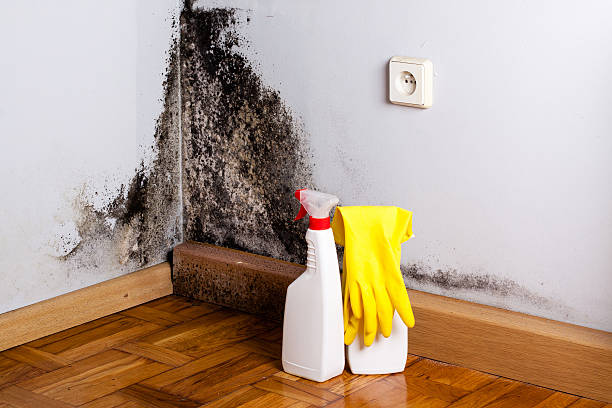 Best Affordable Mold Removal  in Edgerton, MN