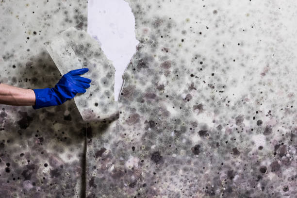 Best Attic Mold Removal  in Edgerton, MN