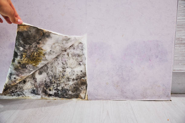 Best Black Mold Removal  in Edgerton, MN